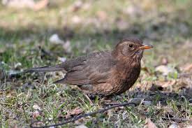 Attēlu rezultāti vaicājumam “Turdus merula female”