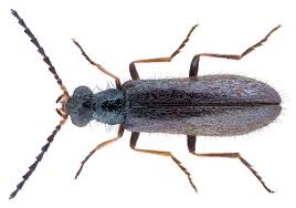 Attēlu rezultāti vaicājumam “Dasytes caeruleus”