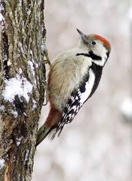 Attēlu rezultāti vaicājumam “Dendrocopos medius”