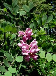 Attēlu rezultāti vaicājumam “Robinia neomexicana”