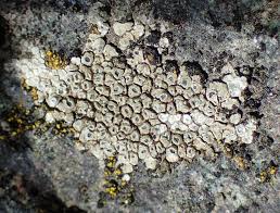 Attēlu rezultāti vaicājumam “Lecanora conizaeoides”