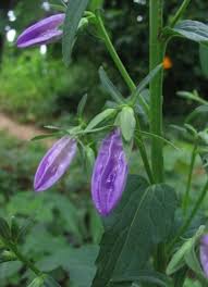 Attēlu rezultāti vaicājumam “Campanula rapunculoides leaf”