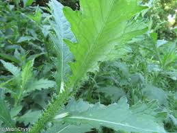 Attēlu rezultāti vaicājumam “Carduus crispus leaf”