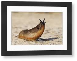 Attēlu rezultāti vaicājumam “Arion rufus”