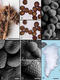 Attēlu rezultāti vaicājumam “Sphacelotheca hydropiperis”