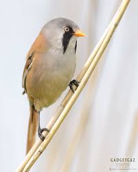Attēlu rezultāti vaicājumam “Panurus biarmicus male”