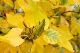 Attēlu rezultāti vaicājumam “Liriodendron tulipifera fruit”