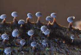 Attēlu rezultāti vaicājumam “Didymium squamulosum”