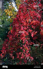 Attēlu rezultāti vaicājumam “Euonymus europaeus”
