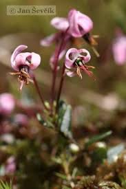 Attēlu rezultāti vaicājumam “Oxycoccus palustris flower”