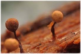 Attēlu rezultāti vaicājumam “Cribraria martinii macro”