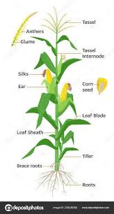 Attēlu rezultāti vaicājumam “Zea mays leaf”