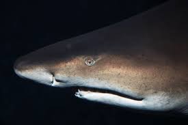 Image result for Carcharias