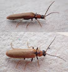 Attēlu rezultāti vaicājumam “Thecabius affinis nymph”