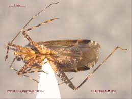 Attēlu rezultāti vaicājumam “Phytocoris tiliae imago”