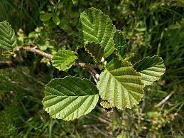 Attēlu rezultāti vaicājumam “Alnus glutinosa”