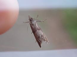 Attēlu rezultāti vaicājumam “Dichrorampha simpliciana”