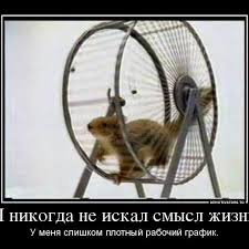 Картинки по запросу белку зажевало в диск