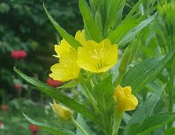 Image result for Oenothera biennis