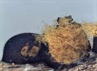 Attēlu rezultāti vaicājumam “Trichia alpina”