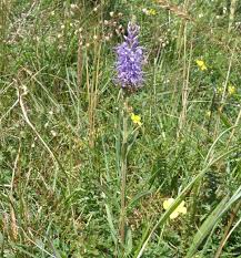 Attēlu rezultāti vaicājumam “Veronica spicata leaf”