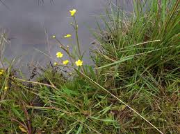 Attēlu rezultāti vaicājumam “Ranunculus flammula”