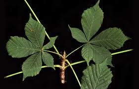 Attēlu rezultāti vaicājumam “Aesculus”