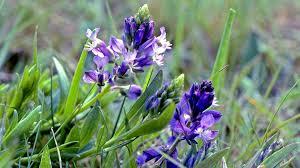 Attēlu rezultāti vaicājumam “Polygala vulgaris flower”