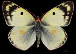 Attēlu rezultāti vaicājumam “Colias palaeno upperside”