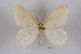 Attēlu rezultāti vaicājumam “Jodis putata”