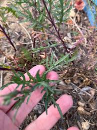 Attēlu rezultāti vaicājumam “Diplotaxis tenuifolia”