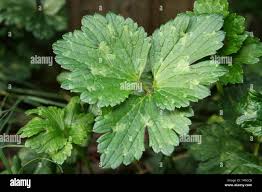 Attēlu rezultāti vaicājumam “Ranunculus repens leaf”