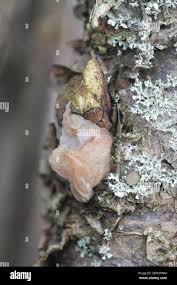 Attēlu rezultāti vaicājumam “Exidia thuretiana”