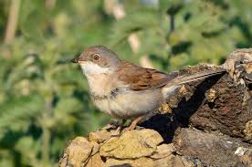 Attēlu rezultāti vaicājumam “Sylvia communis”