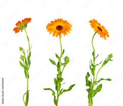 Attēlu rezultāti vaicājumam “Calendula officinalis leaf”