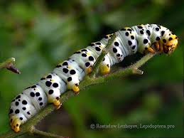 Attēlu rezultāti vaicājumam “Cucullia verbasci larva”