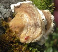 Attēlu rezultāti vaicājumam “Trametes hirsuta”