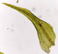 Attēlu rezultāti vaicājumam “Anomodon longifolius”