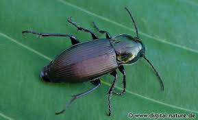 Attēlu rezultāti vaicājumam “Poecilus lepidus”