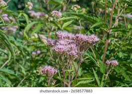 Attēlu rezultāti vaicājumam “Eupatorium cannabinum bud”