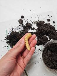 Attēlu rezultāti vaicājumam “Euura brevicornis larva”