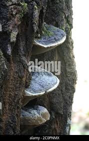 Attēlu rezultāti vaicājumam “Phellinus populicola”