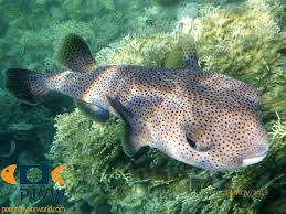 Image result for Diodon hystrix