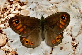 Attēlu rezultāti vaicājumam “Lasiommata petropolitana upperside”