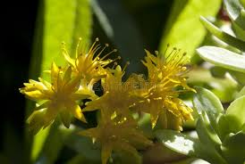 Attēlu rezultāti vaicājumam “Sedum sexangulare flower”