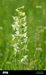 Attēlu rezultāti vaicājumam “Platanthera chlorantha flower”