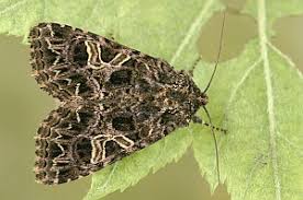 Attēlu rezultāti vaicājumam “Hadena rivularis”