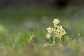 Image result for Himmelschlüssel