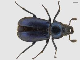 Attēlu rezultāti vaicājumam “Platycerus caraboides”