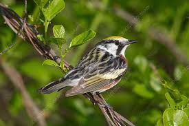 Image result for Dendroica pensylvanica